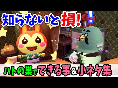 【あつ森】必ず知りたい！マスターとハトの巣で出来る事を徹底解説！amiiboカードやマルチプレイ、住民との小ネタがすごすぎた【あつまれどうぶつの森 アップデート攻略】