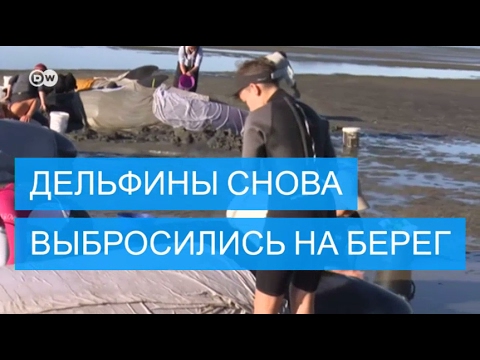 Дельфины снова выбросились