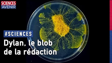 Voici Dylan, le blob de la rédaction !