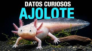 AJOLOTE: Esta especie animal tiene un genoma diez veces mayor que el humano | Documental Animal