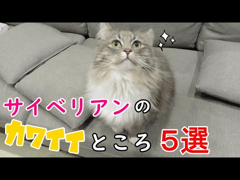サイベリアン猫のかわいいところ紹介します!！／Introducing the cute parts of Siberian cats【サイベリアンのラフィ#82】