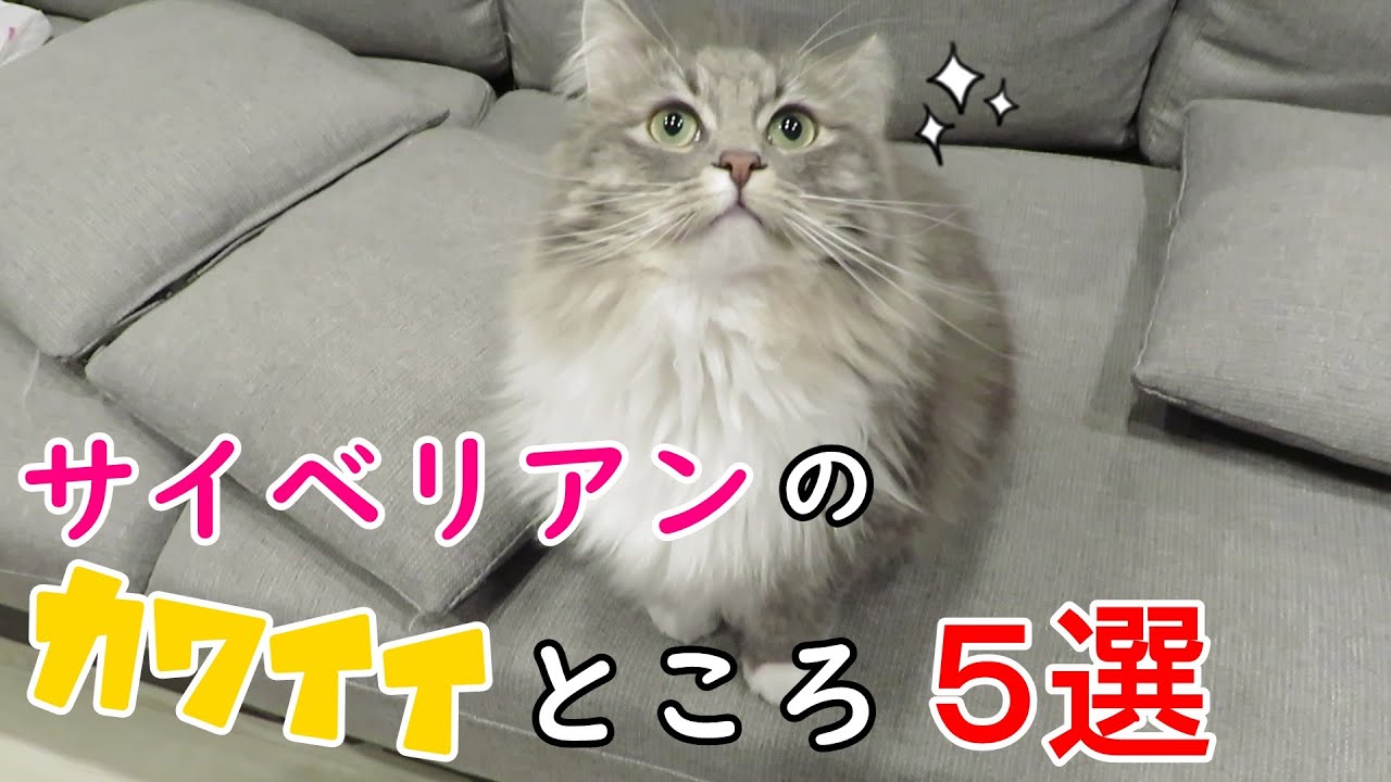 サイベリアン猫のかわいいところ紹介します Introducing The Cute Parts Of Siberian Cats サイベリアンのラフィ Youtube サイベリアン猫のかわいいところ紹介します Introducing The Cute Parts Of Siberian Cats サイベリアンのラフィ Youtube