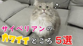 サイベリアン猫のかわいいところ紹介します Introducing The Cute Parts Of Siberian Cats サイベリアンのラフィ Youtube