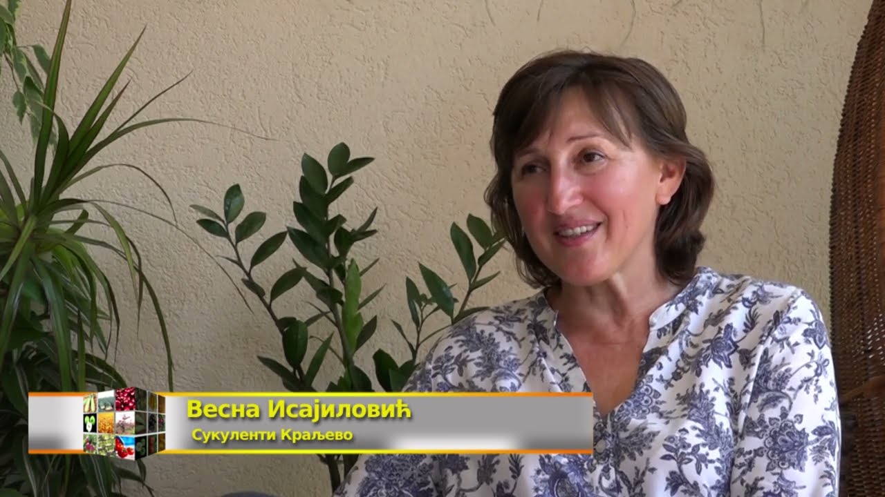 Sukulenti Vesni postali ljubav hobi i antistres teraapija