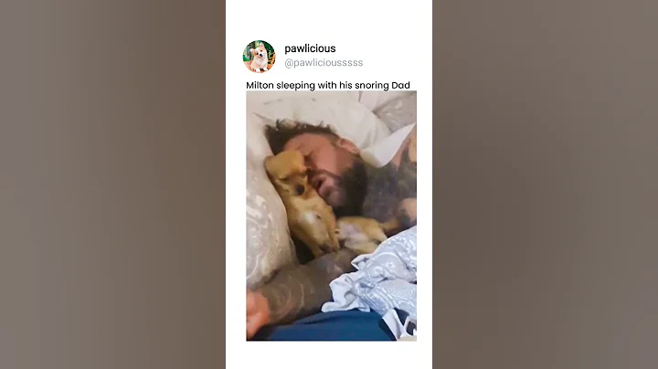 Video 5820531: savannah cat meets, savannah cat baby, little savannah, cat rescues baby, rescue cat adoption, little cat family, pets