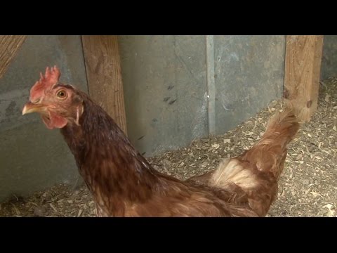 ფერმა - ქათმის გრიპის შემთხვევები თურქეთში