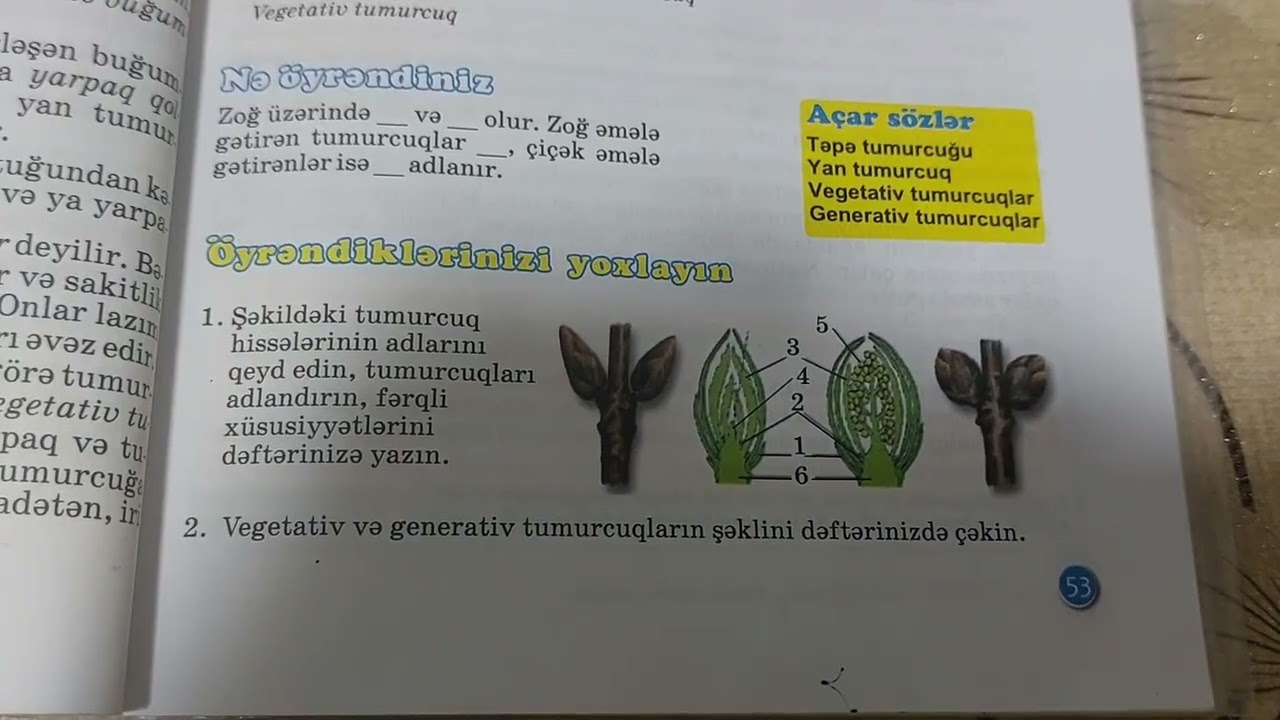 Zog ve tumurcugun quruluşu