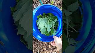Free Liquid Fertilizer
