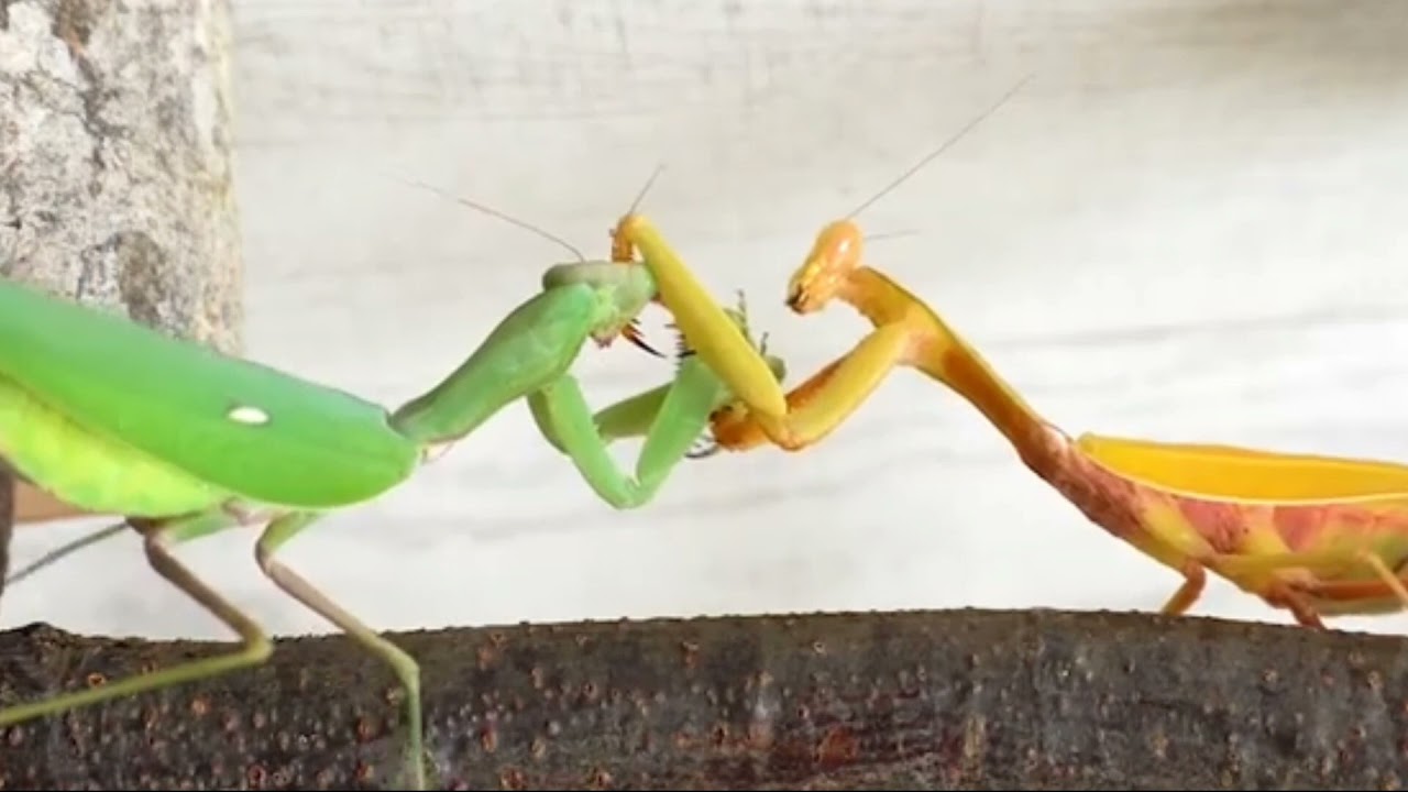 Nat Neo Geo - Green Mantis vs Yellow Mantis - YouTube