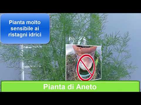 Video: Suggerimenti per la potatura delle piante di aneto: come rendere cespugliose le piante di aneto