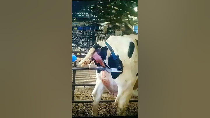 Sapi Melahirkan Anak Sapi #celana pendek #anak sapi #sapi