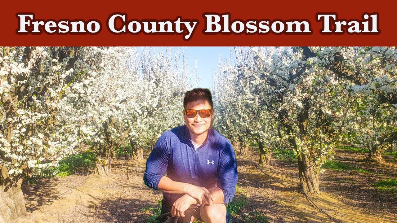 Fresno Blossom Trail: A journey of wonder and beauty