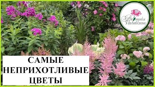 САМЫЕ НЕПРИХОТЛИВЫЕ РАСТЕНИЯ ДЛЯ САДА