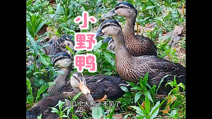 家里的鸭子带回1窝小野鸭，每天看管着，大爷一点也不用操心