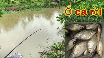 Câu Cá Mè Vinh Đầu Mùa - Ngồi Chỗ Giật Cá Liên Tục Rồi | Fishing - Miền Tây