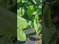 Third Tobacco Harvest Continues #tobacco #garden #gardening #tobaccotalk #growyourownfood #farming