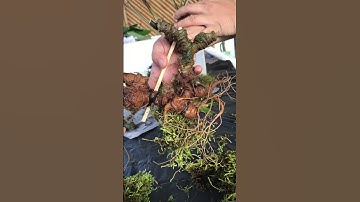 1 củ sâm Ngọc linh chuẩn rừng già Kon Tum 1 Lạng 8 lên bình víp gọi 0377965679 e Nguyệt giá yêu lắm