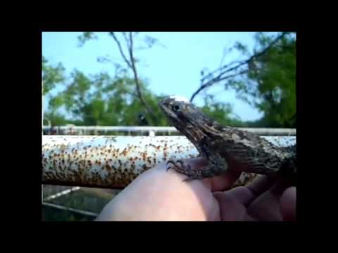harvester ants texas Hand Feeding Partially Blinded Spiny Lizard - Wichita Falls Reptile Rescue