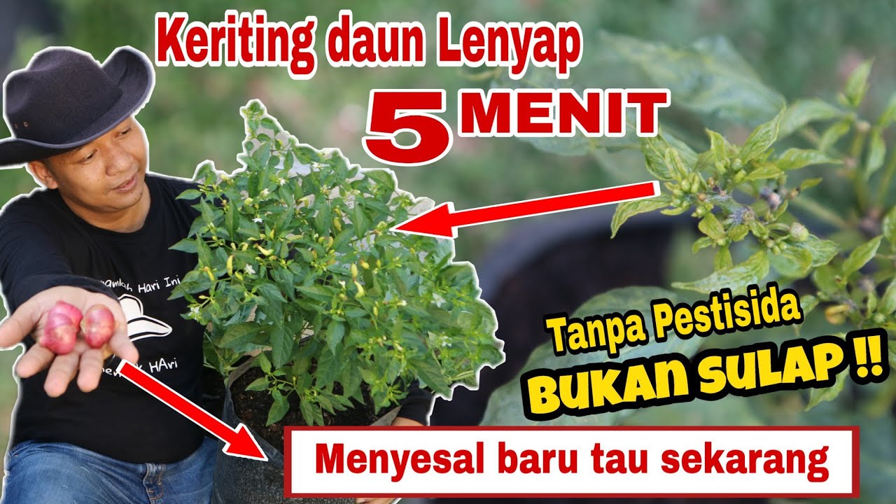 Cukup LIMA MENIT !! Keriting Daun MUSNAH Tak Berbekas