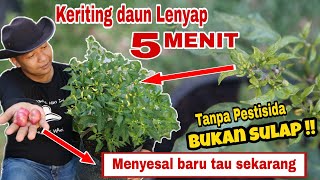 Cukup LIMA MENIT !! Keriting Daun MUSNAH Tak Berbekas