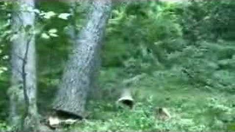 Big Oak Tree Falling - Whew!!
