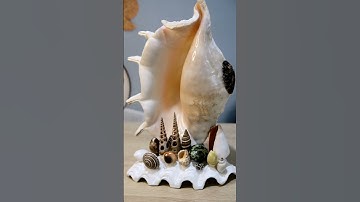 Làm Đèn Trang Trí với vỏ Ốc Biển "Ốc Tai Be" #homedecor #ocbien #mynghe