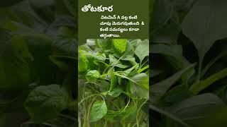 Health Benefits About Tōṭakūra In Telugu#shorts