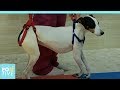 Amazing recovery of paralyzed dog | Positive