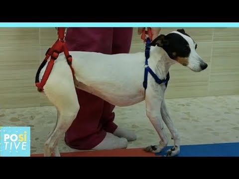 Video: Pet Scoop: suņu atveseļošanās pēc 150 pēdu kritiena, dzīvnieku terapija palīdz koledžas studentiem