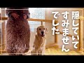 なんか様子がおかしいと思ったら|終のマット|ゴールデンレトリバーと北海道暮らし