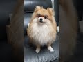 나도 고기 한 점 줘라.. #강아지 #강아지브이로그 #강아지일상 #반려견 #귀여운강아지 #cute #cutedog #댕보리 #댕모모 #포메라니안