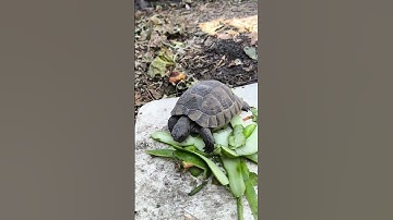 Cute Turtle Devours a Cucumber!