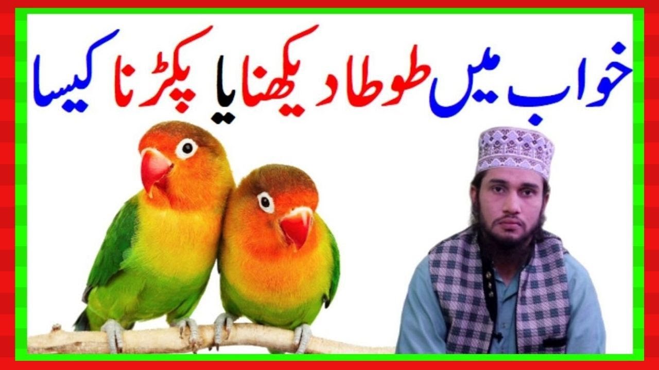 Khwab Ki Tabeer In Urdu || Khwab Mein Toota (Parrot) Dekhna Ya Pakrna