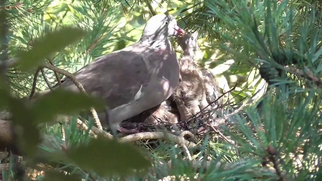 wood pigeon. feeding babys in nest YouTube