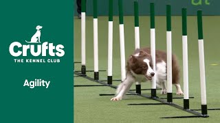 Agility  Crufts Singles Small/Medium/Intermediate/Large (Jumping) Part 2 | ​Crufts 2022