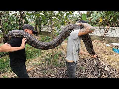 80-year-old woman ran away when she saw 3 king cobras attacking the hens | Kingcobra