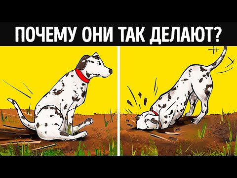Видео: 5 странное поведение собаки объяснил