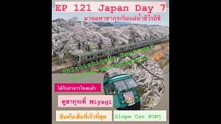 EP 121 Japan Sakura Day 7 ซากุระพันต้นริมแม่น้ำชิโรอิชิ ซากุระตระการตา นั่ง Hayabusa Shinkansen
