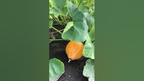 Kürbis-Eskalation aus dem letzten Jahr. Die Vorfreude steigt 🌱 #shorts