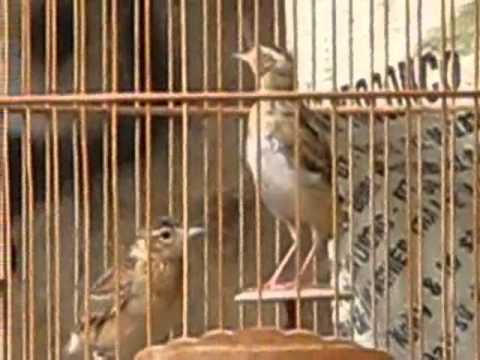 son ca dung nam - YouTube