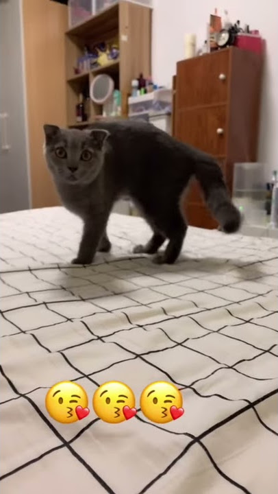 Suara pemanggil kucing
