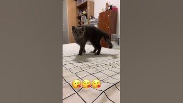 Suara pemanggil kucing