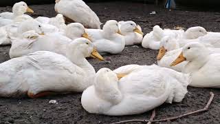 Утка стар 53 (30 дней) 🦆🦆🦆
