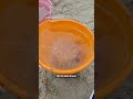 Swarms of jellyfish take over one Maryland beach