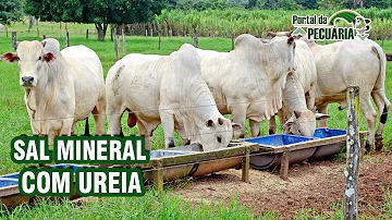 Como misturar ureia no sal?