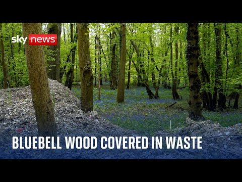 Ancient bluebell woodland smothered in illegal waste.