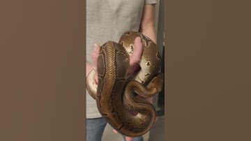 Ball Python Snake With A Unique Pinstripe Morph 🐍