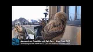 Alessondra's OKC Great Horned Owl Cam Owlet fun early morning 4-3-2014