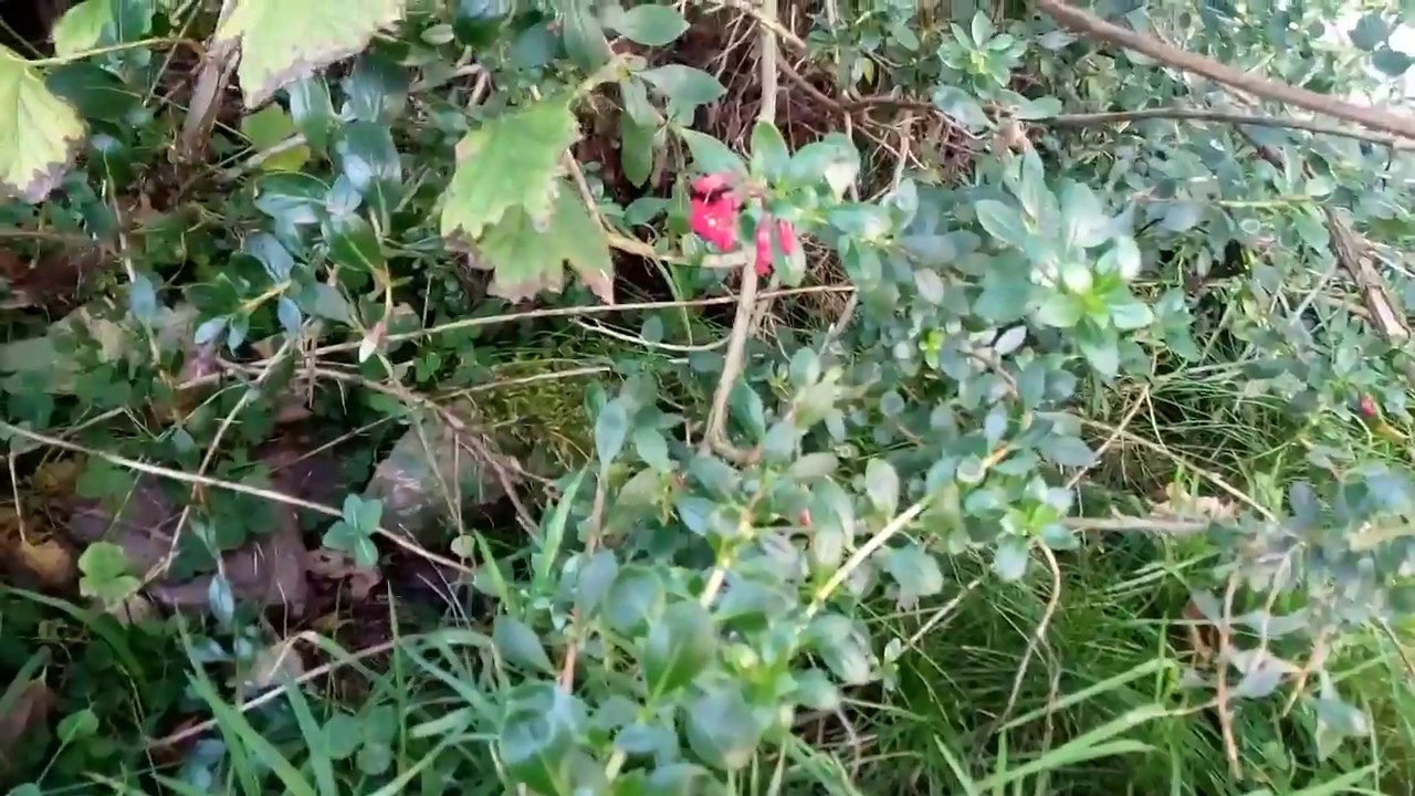 Re-flowering escallonia