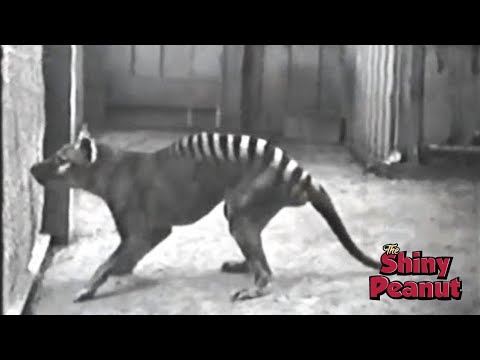 Video: Lemur Hampir Di Bawah Ancaman Kepunahan